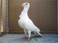 Фото Остравський багдет