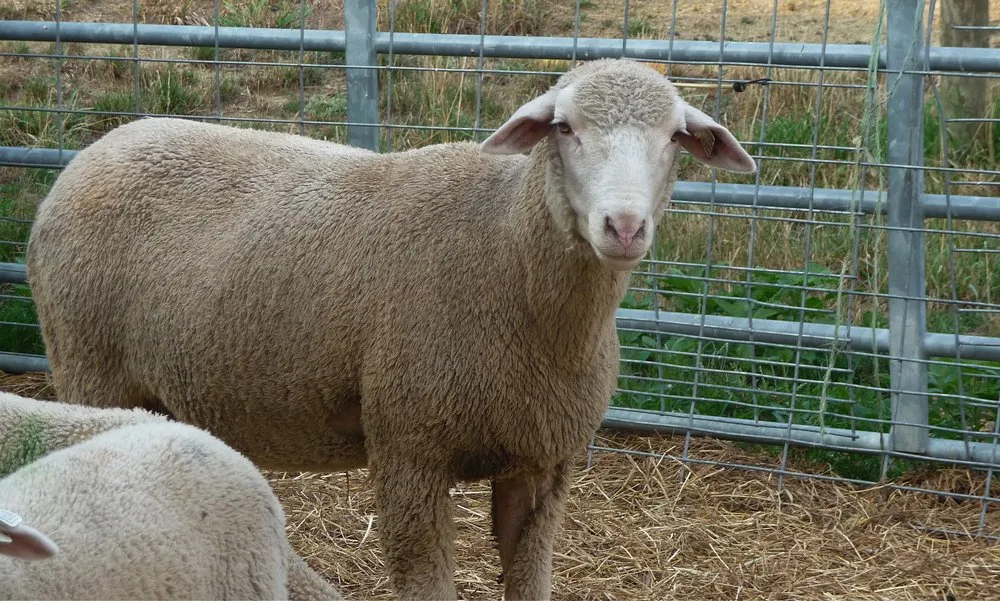 Рамбуянська (Rambouillet)