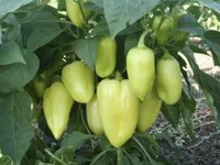 Фото Бонета