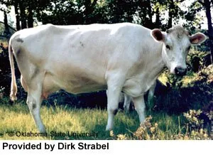 Вестландський Фьорд (Vestland Fjord)