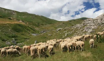 Породи овець Сар Планіна (Sar Planina)