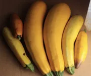 Фото Атена Полька F1 / Atena Polska F1