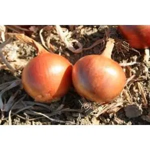 Аміка F1 / Amika F1