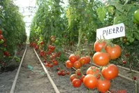 Фото Пьетро F1 / Pietro F1