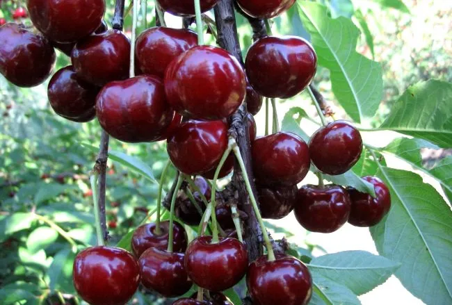 Овстуженка