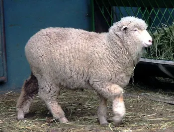Породи овець Кормо (Cormo)