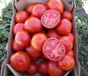 Фото Уракан F1 / Urakan F1