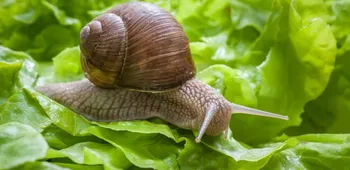 Види равликів Виноградний равлик (Helix pomatia)