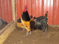 Фото Лакенфельдер