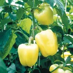 Фото Б'янка F1 / Bianca F1