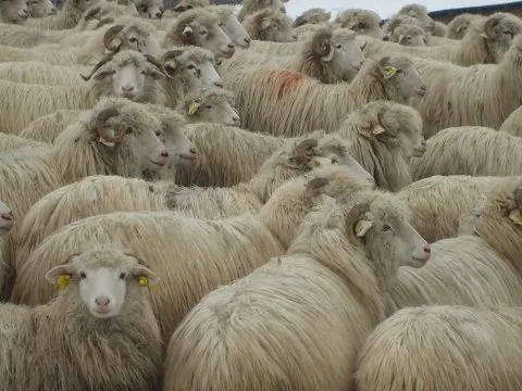 Цуркана (Tsurcana)