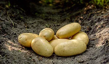 Спунта (Spunta)