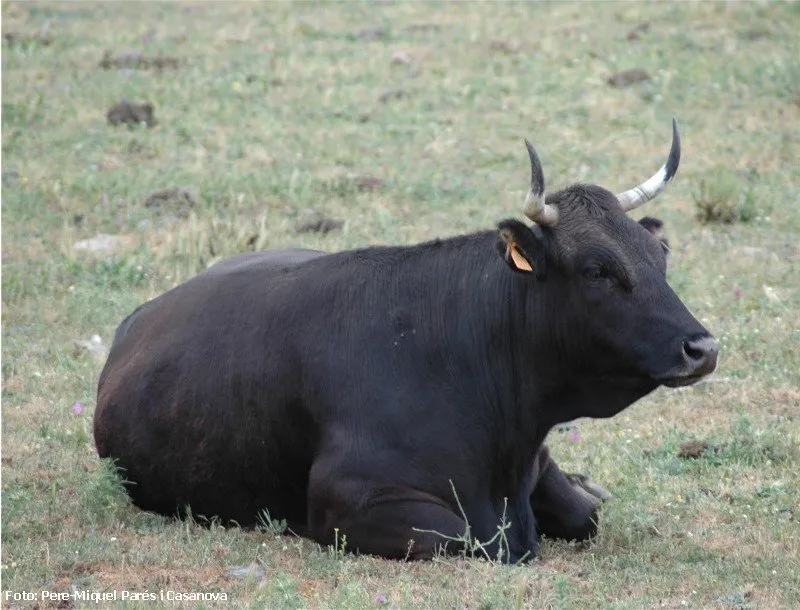 Альбері (Alberes)