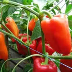 Фото Андреа