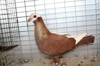 Фото Гір (Gier)