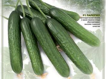 Сорти огірків Палермо F1
