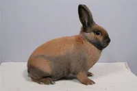 Фото Тюрінгський