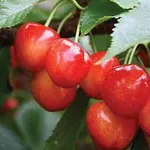 Фото Космічна