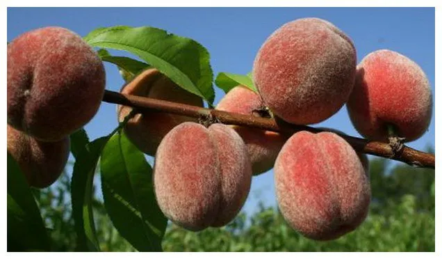 Пухнастий ранній