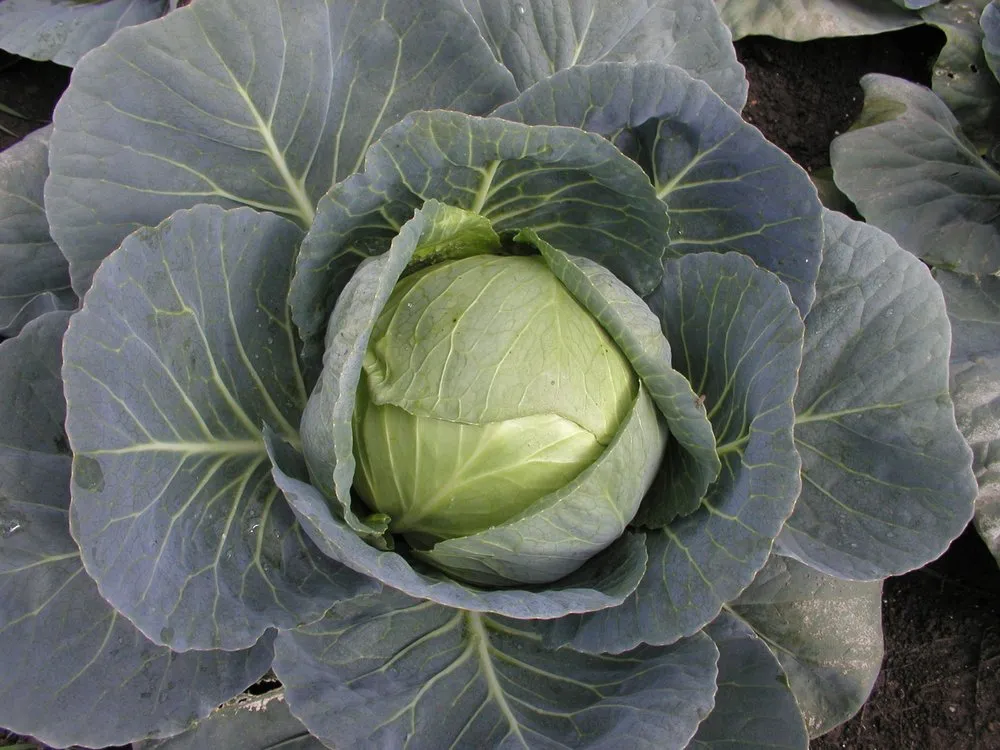 Унікат F1 / Unikat F1