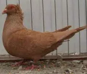 Фото Соттобанка