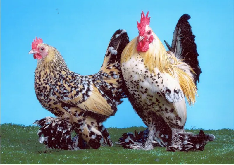 Лохмонога Бентамка