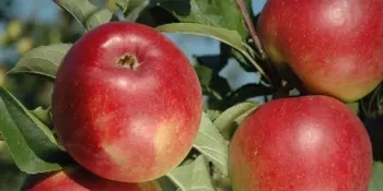 Сорти яблунь Лігол