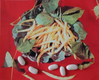 Сорти квасолі Білозерна 361