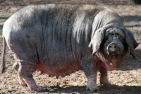 Фото Мейшан