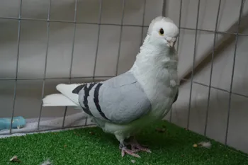 Породи голубів Старонімецька чайка