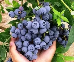 Приймаємо лохину дорого!