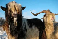 Фото Голландський Ландрас