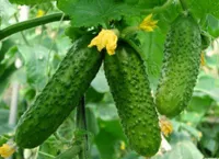 Фото Амур F1