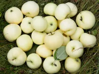 Фото Білий налив