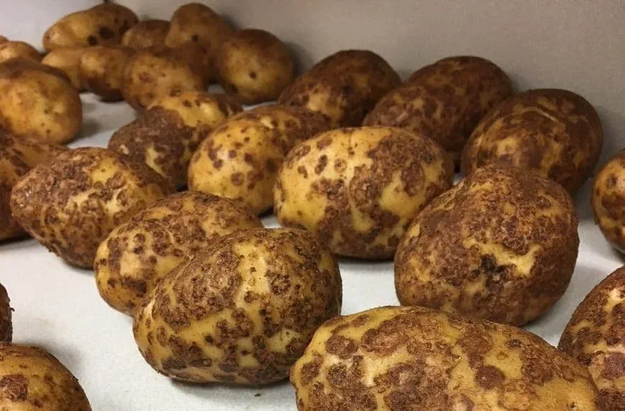 Парша звичайна