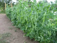 Фото Амброзія / Ambrosia