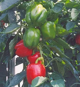 Сорти перцю Прего F1 / Prego F1