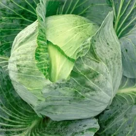 Сорти капусти Оріон F1 / Orion - The Hunter F1