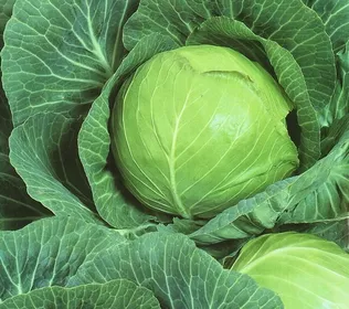 Сорти капусти Булат F1