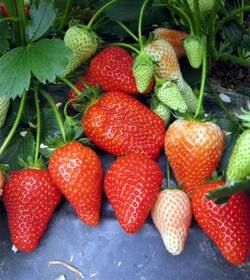 Сорти полуниці Альба