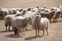 Фото Агінська