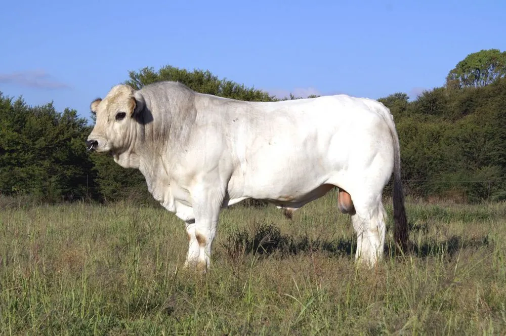 Романьйола (Romagnola)