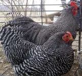 Фото Плімутрок