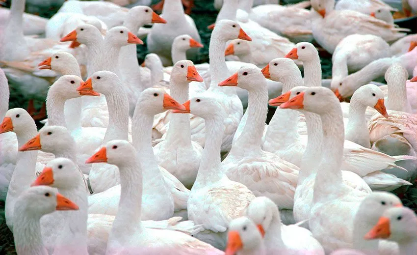 Італійські гуси