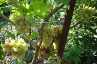 Фото Ахмади