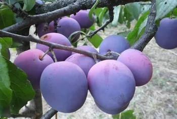 Сорти слив Кооперативна