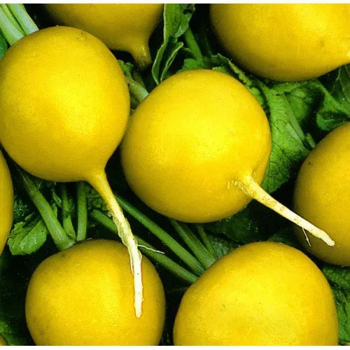 Редис Злата