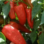 Фото Радуза F1 / Raduza F1