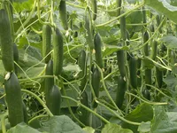 Фото Мелен F1 / Melen F1