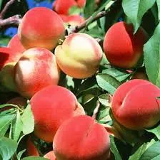 Спринт Голд